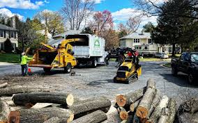 Best Stump Grinding and Removal  in Yosemite Valley, CA