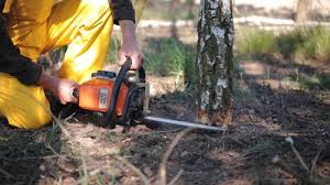 Best Tree Removal  in Yosemite Valley, CA
