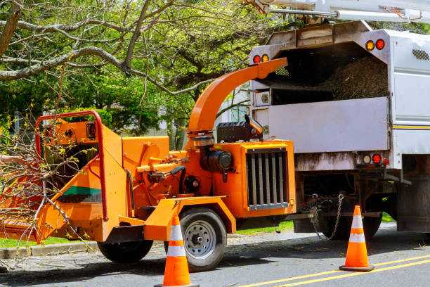 Tree and Shrub Care in Yosemite Valley, CA