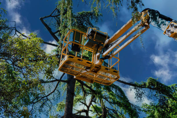 How Our Tree Care Process Works  in  Yosemite Valley, CA