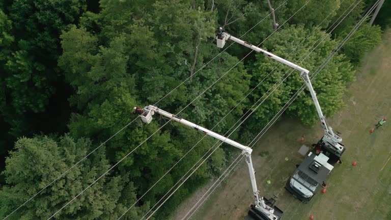  Yosemite Valley, CA Tree Removal Pros